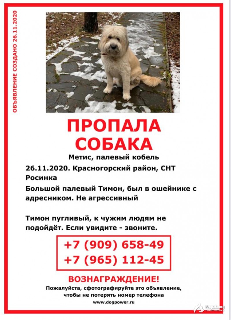 Пропала собака