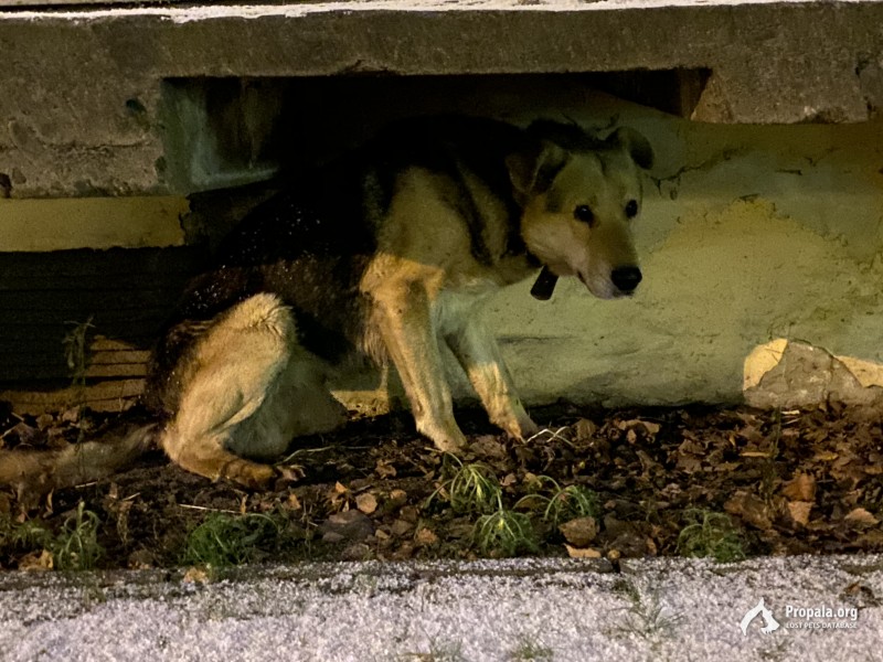 Найдена собака