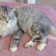 Найден кот серый, молодой, ласковый, пушистый