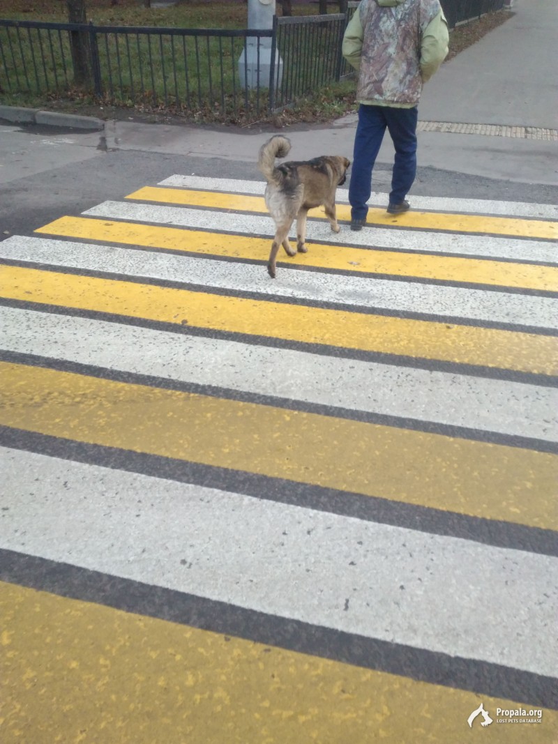 Щенок на нагатинской