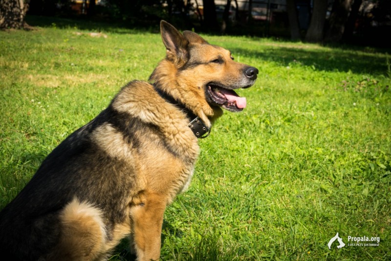 Найдена собака