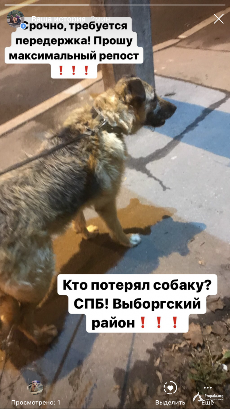 Найдена собака! СПб Выборгский район 