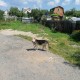 Нашлась собака