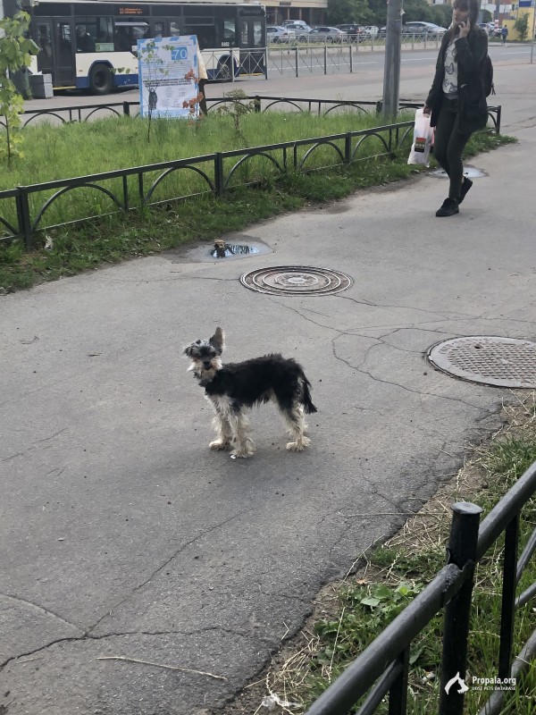 Собака по адресу ул. Есенина 12к1 