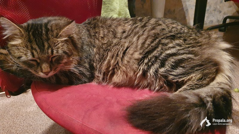 Потерялся кот