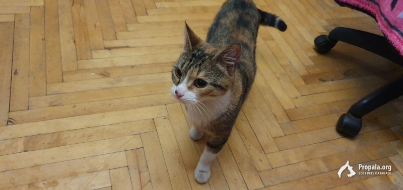 Найдена кошечка, Санкт-Петербург, пр. Ветеранов