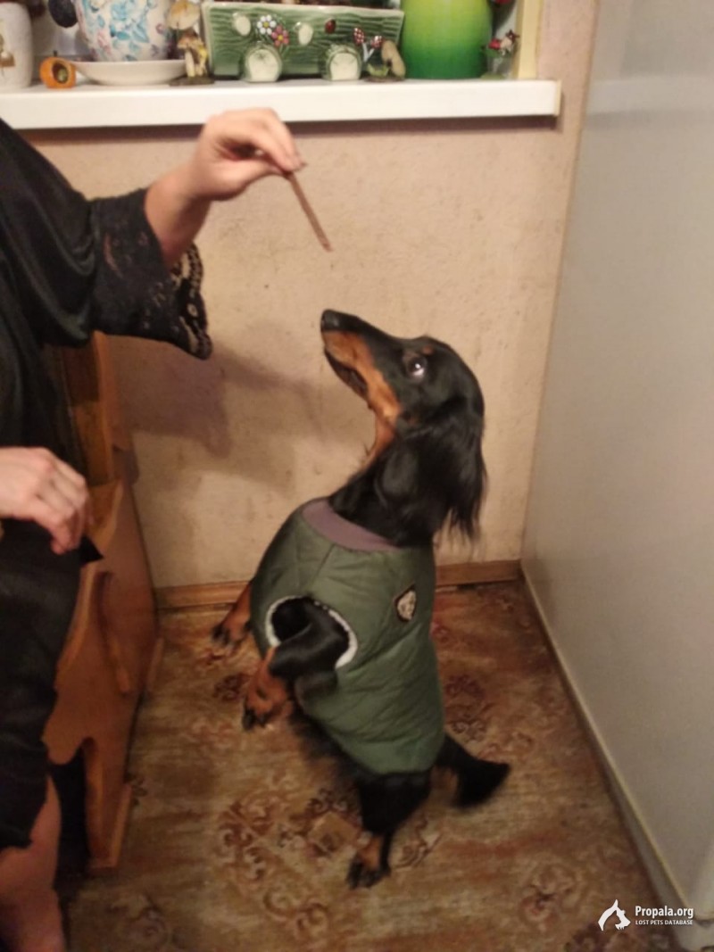 Пропала такса