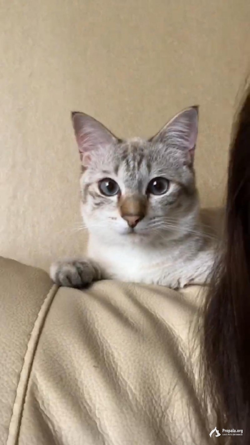 Пропал котик