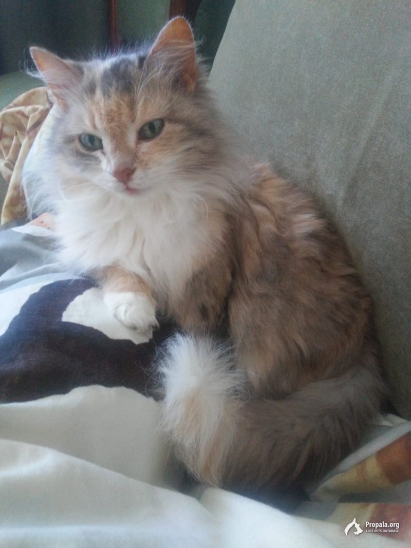 Пропала кошка Строгино 24.09