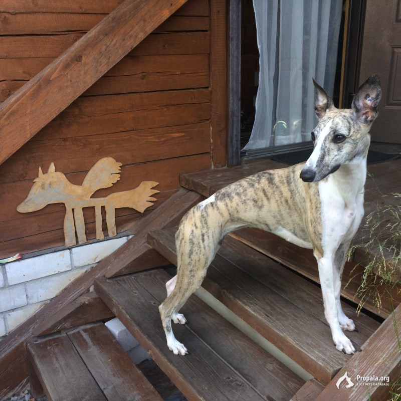 Пропал Уиппет! Поселок Новозавидосквий