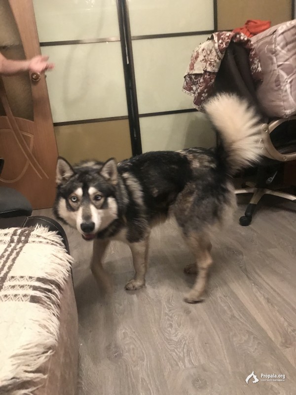 Найден хаски .Узловая.