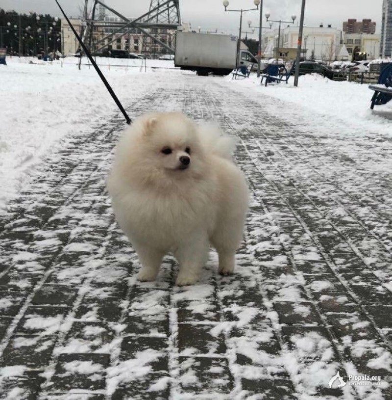 Пропал Померанский шпиц по кличке Лелик