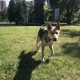 Найдена собака в парке Музеон.