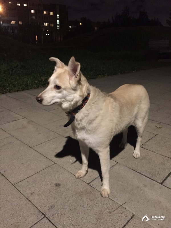 Найдена собака в районе Митино в Ландшафтном парке