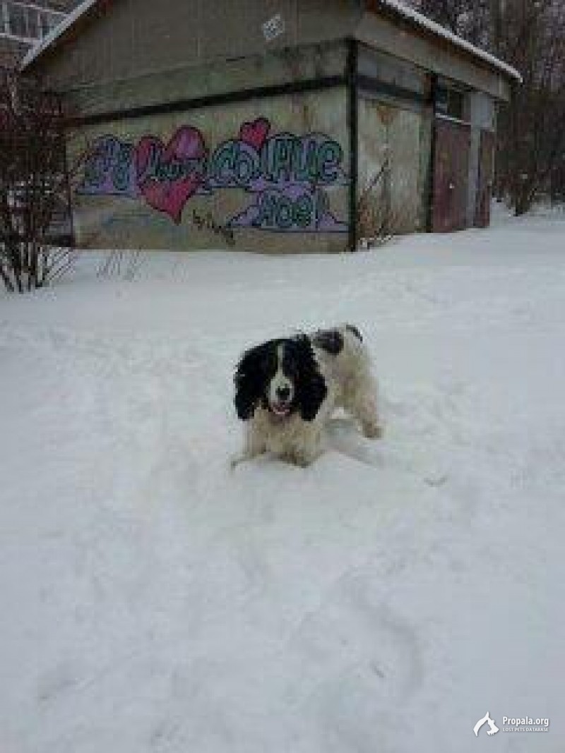 Пропала собака русский спаниель