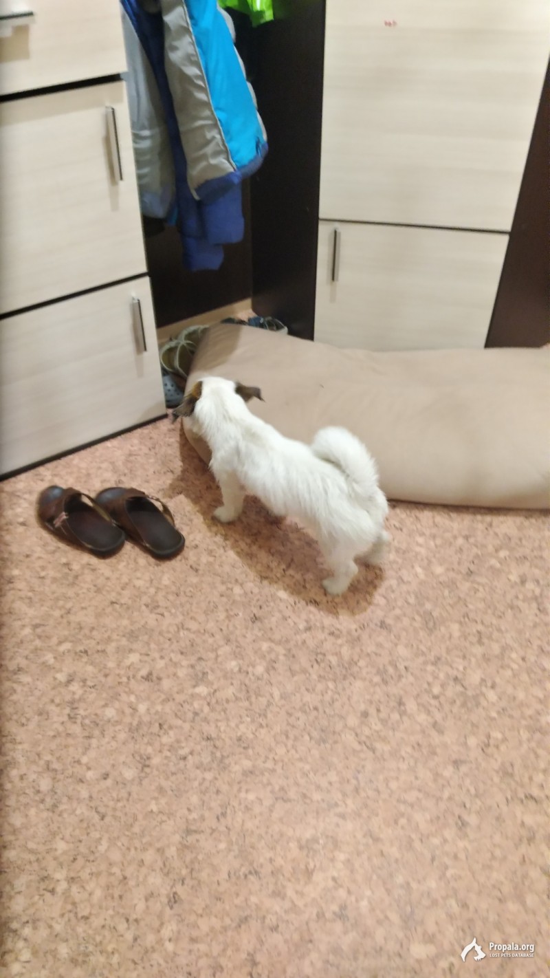 Найден щенок! Джек рассел терьер