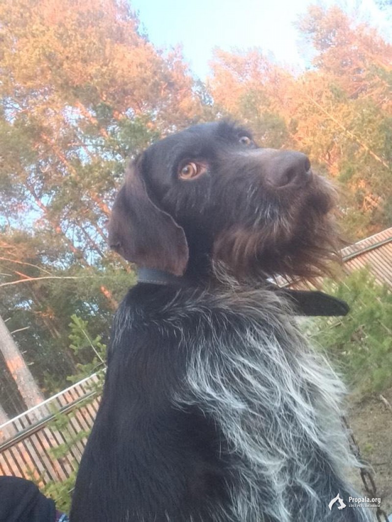 Потерялась собака дратхаар, по кличке Граф