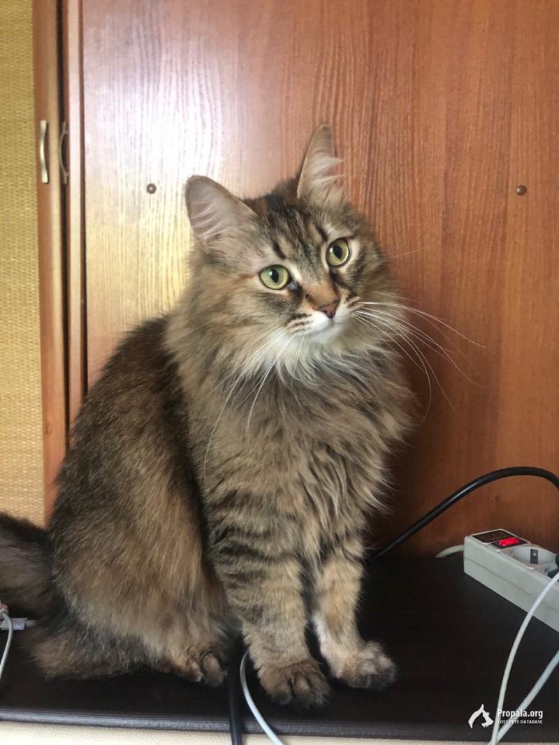 Пропала кошка