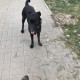 Нижний Новгород. Черная собака в коричневом ошейнике
