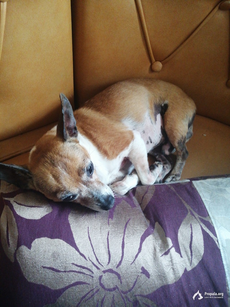 Найден пёсик