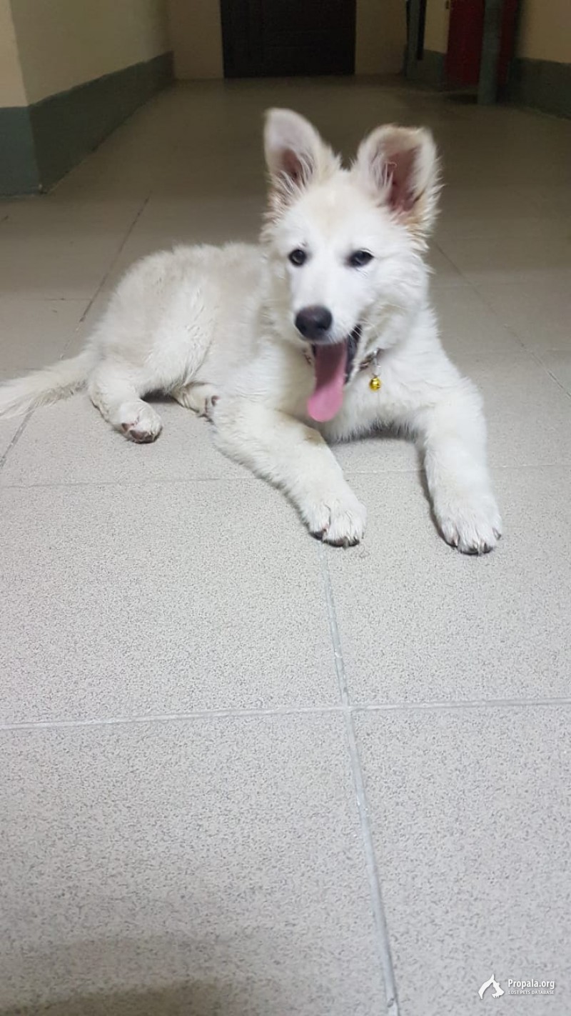 Пропал щенок !!!