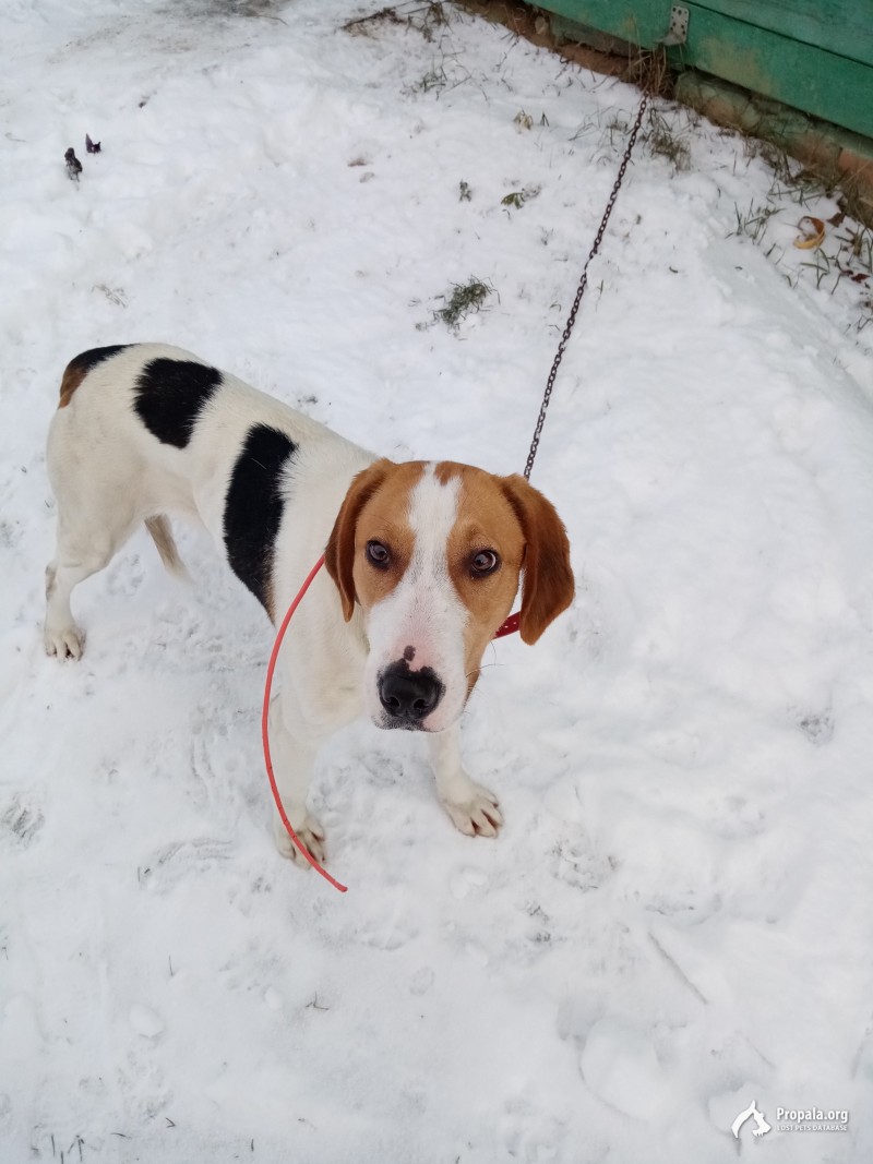 НАЙДЕНА СОБАКА, ГОНЧАЯ