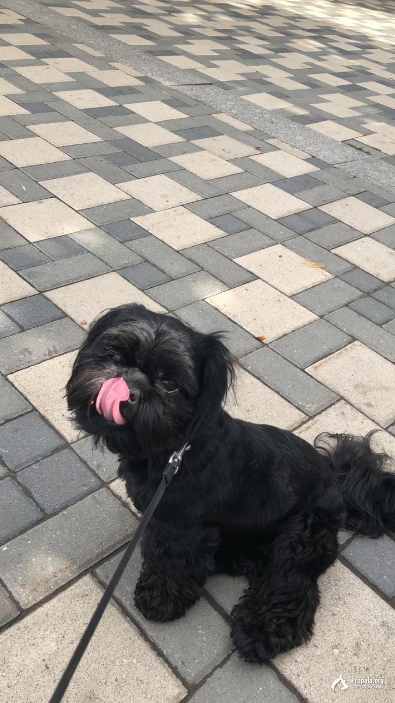 Пропала собака