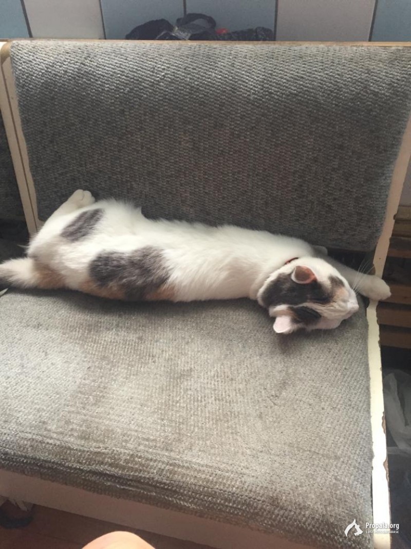Пропала кошка