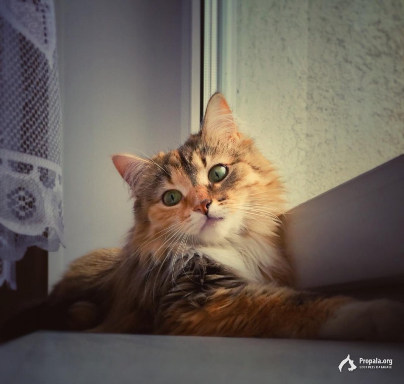 Пропала кошка