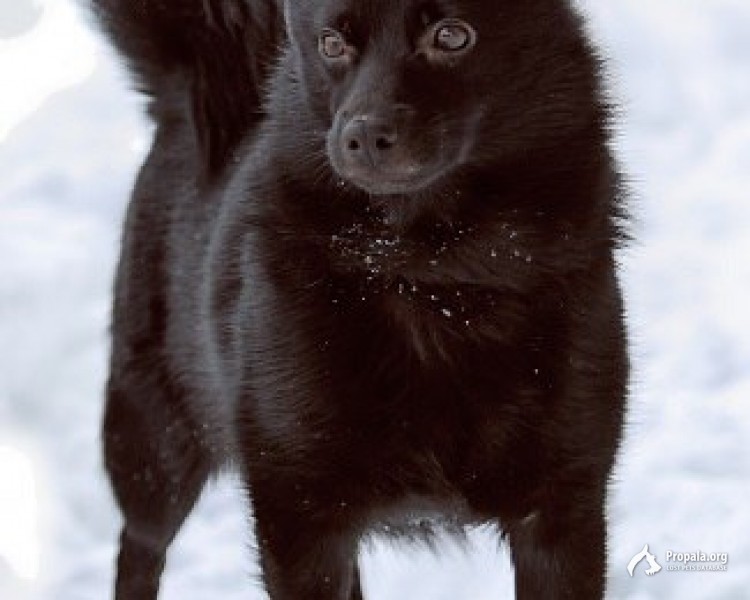 Бельгийская овчарка шипперке фото Бельгийская овчарка шипперке фото