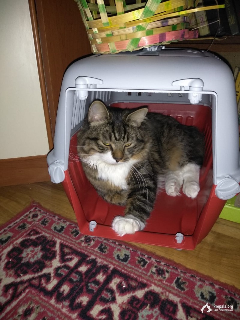 Лианозово, Пропал КОТ! Пожалуйста, помогите!!