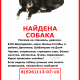 8.09 найдена похожа на спаниель Шеванцево