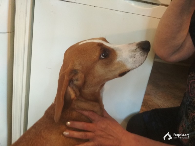 пропала собака