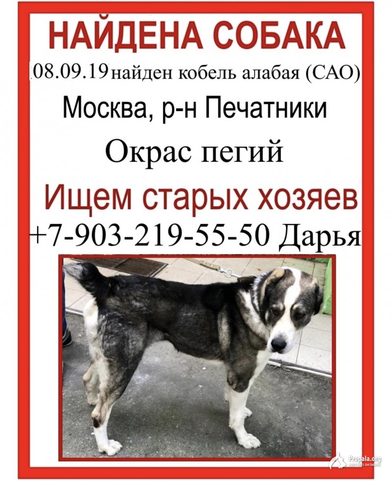 Нашли собаку, район печатники, алабай, кобель.
