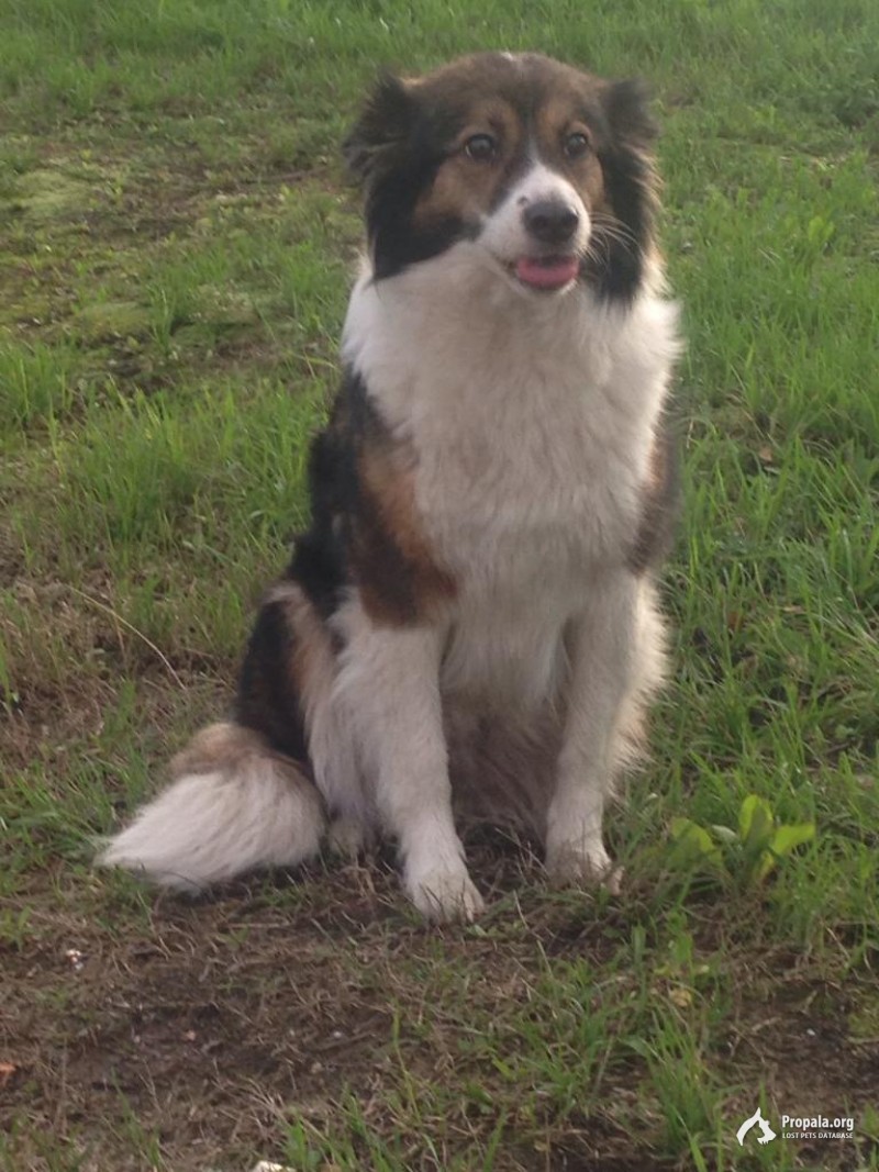 Найдена собака Котельники