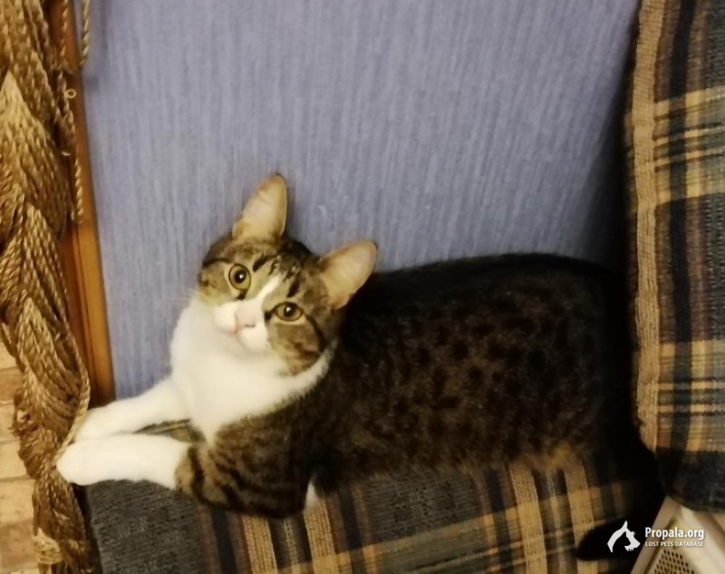 ПРОПАЛА КОШКА