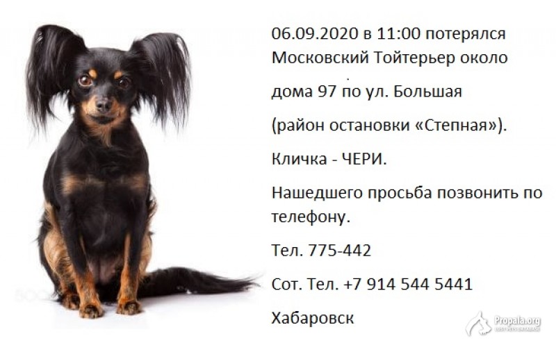 Пропала собака в районе степной хабаровск 