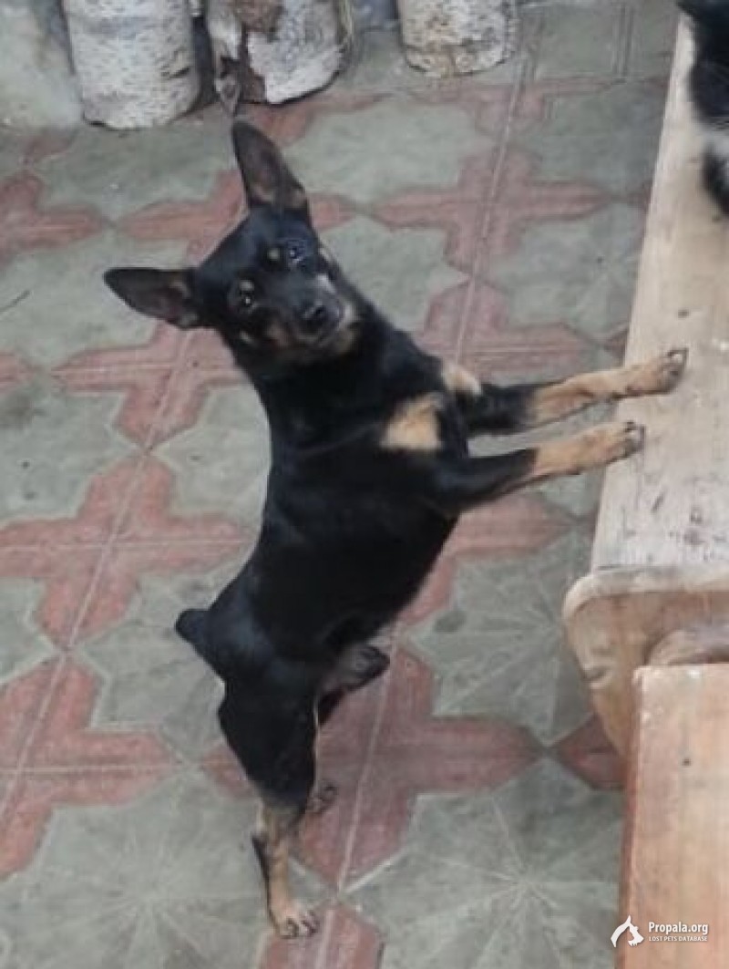 ПРОПАЛА СОБАКА! Порода: Той-терьер Кличка: ТИМКА