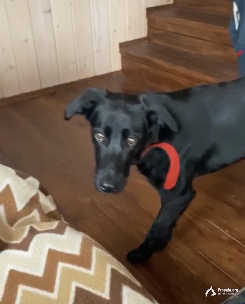 Пропала чёрная собака