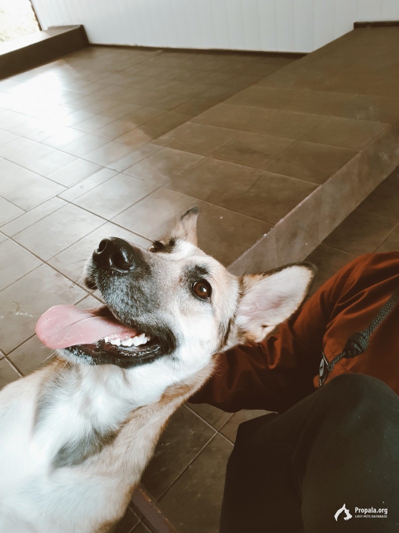 Найдена ласкуша