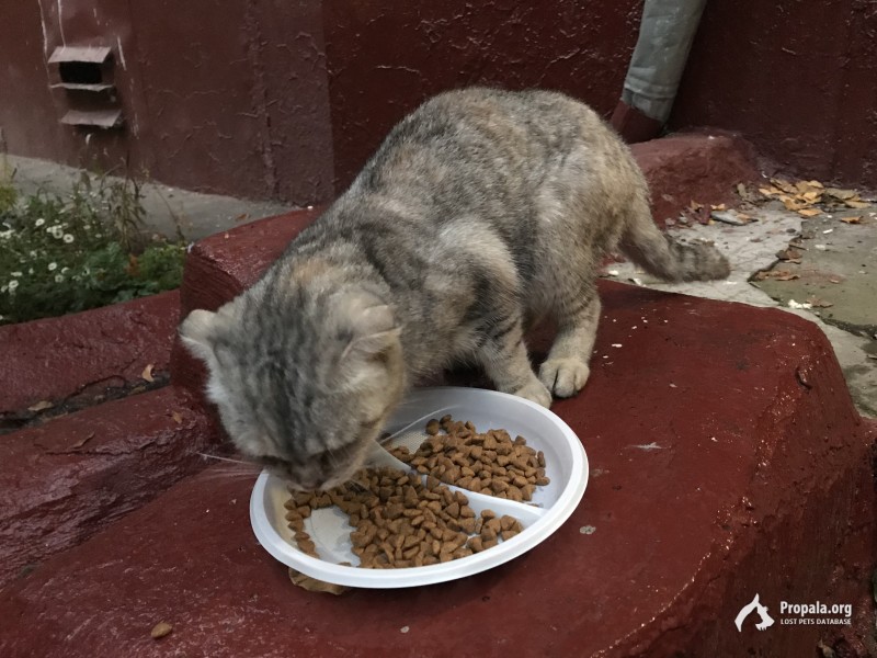 Найдена вислоухая кошка!Москва-Зюзино