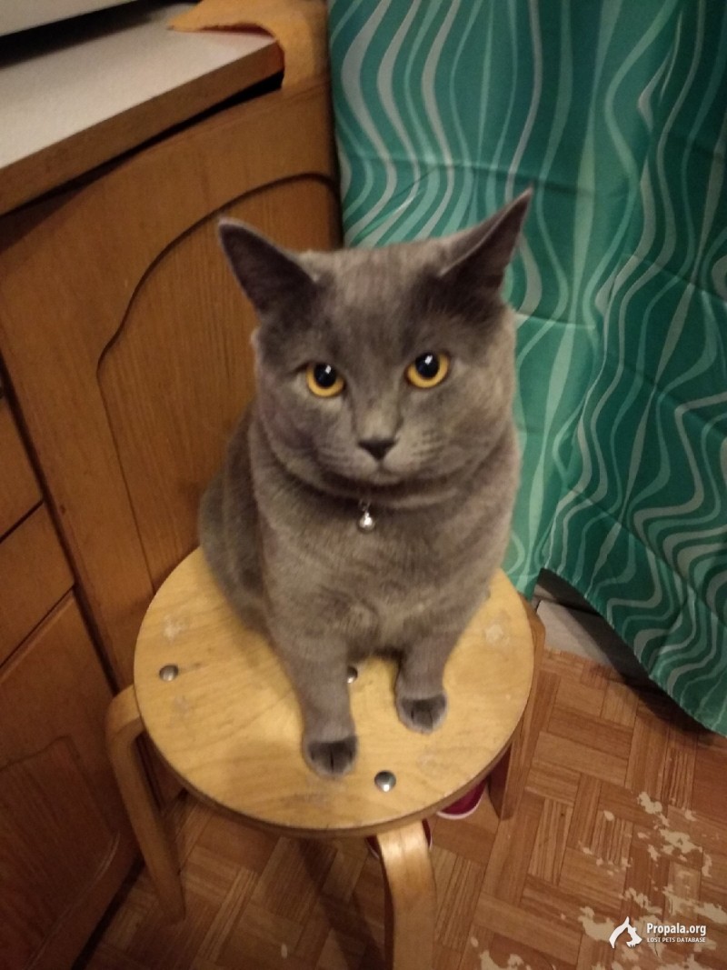 Пропала Кошка Британская короткошерстная Санкт-Петербург