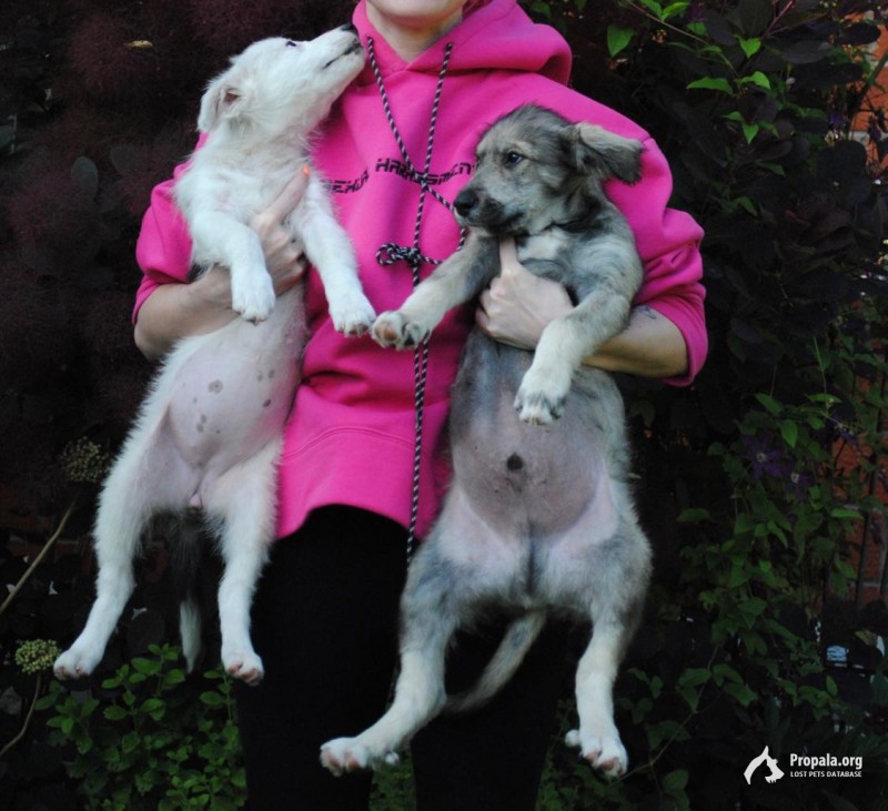 Милейшие щенята ищут дом