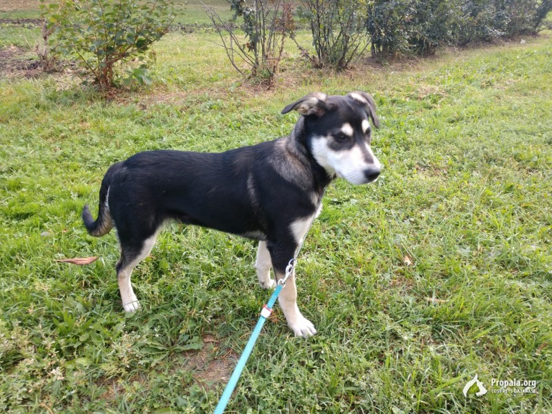 Найдена собака