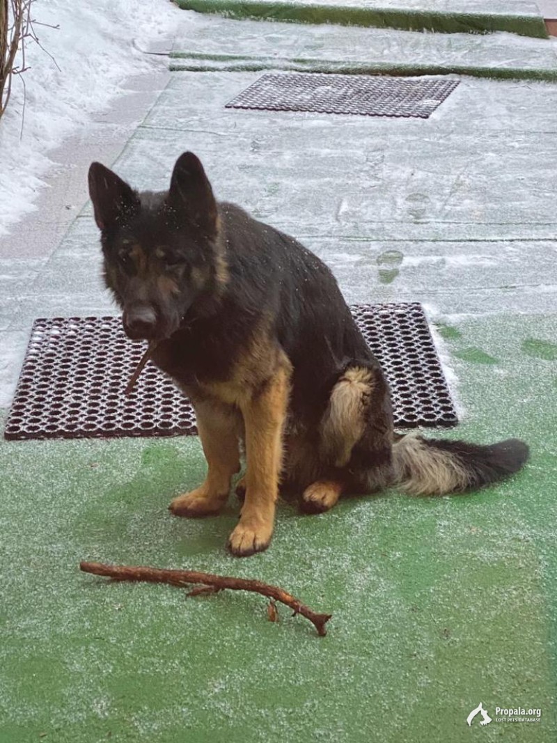 Нашел собакена