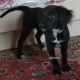 Потерялась собакк