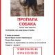 Пропала собака мкр Белые Столбы (Домодедово)
