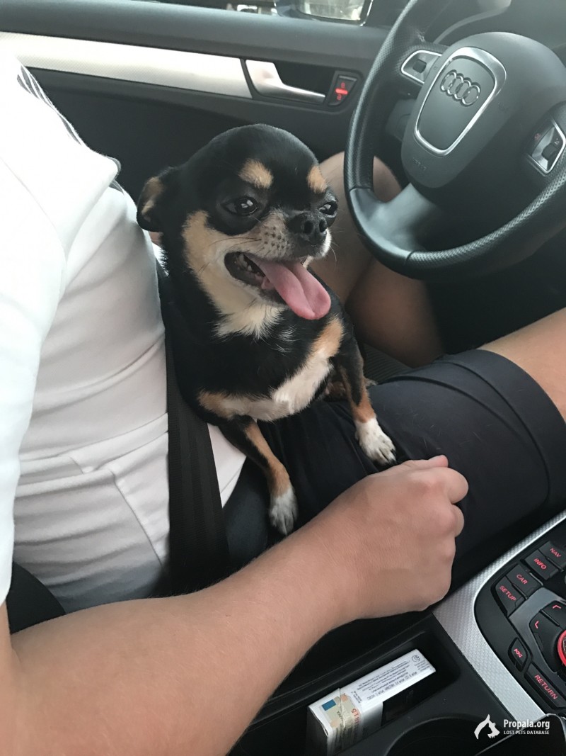 Г. Королев пропала чихуахуа