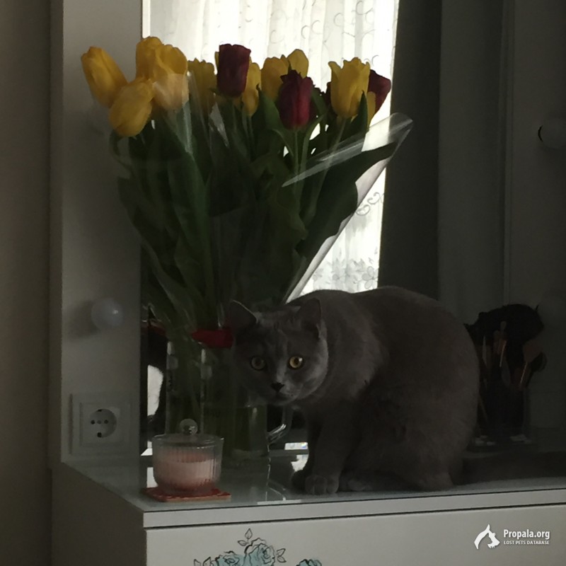 Пропала кошка! Британка