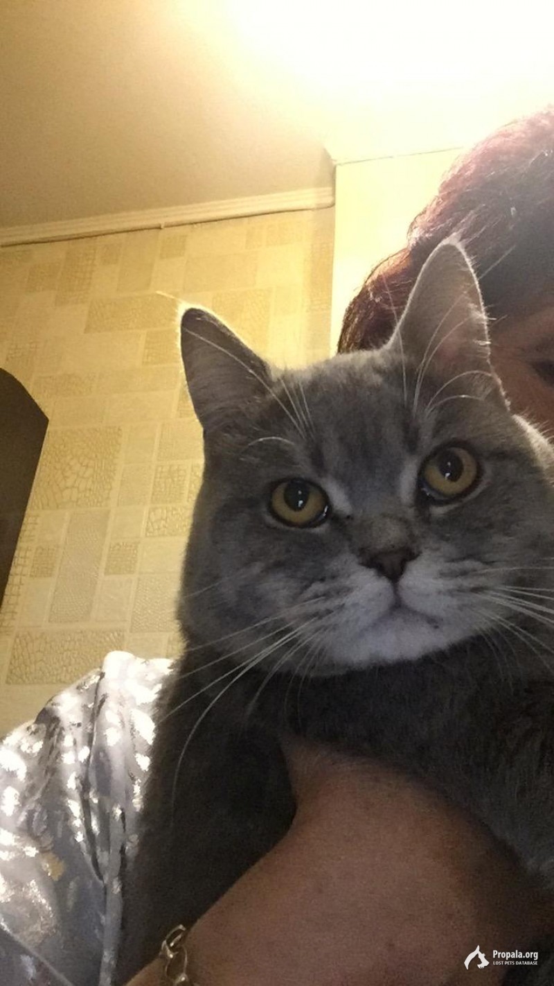 Найден котик